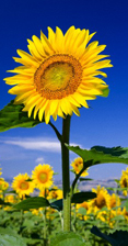 Single Sunflower Picture