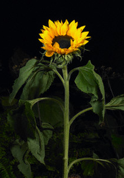 Picture Sunflower 