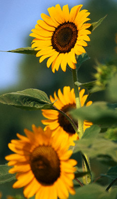 Three Sunflowers Picture